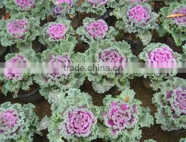 Cold Resistant Pink and Green Lolor Kale Seeds photo-2