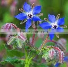 Borage Oil photo-3