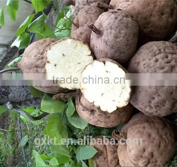 Saleable Thailand Pueraria Mirifica Essential Oil Big Breast Massage Oil photo-3