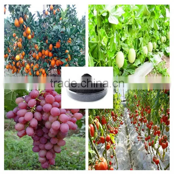 Seaweed Extract Powder Fertilizer,, Seaweed Fertilzer,black Fertilizer in China photo-3