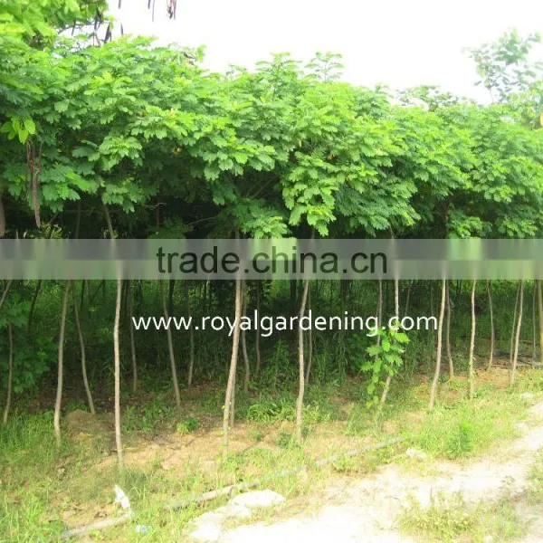 Cassia Surattensis Cassia Glauca Trees photo-2