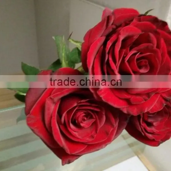 2016 Hot Sale Decorative Rose Flower Valentine's Day Occasion Fresh Cut Rose Flower Single Head photo-4