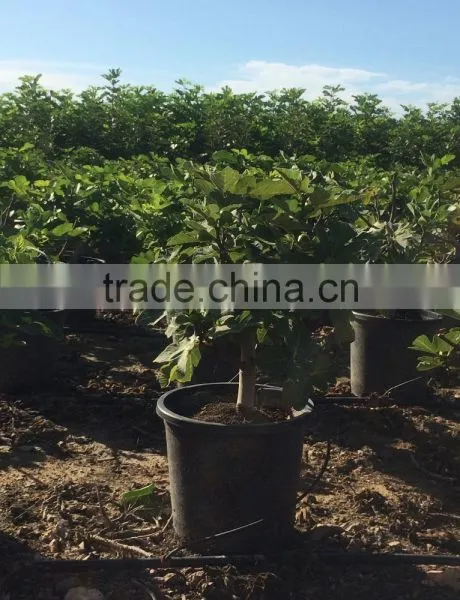 Ficus Carica photo-2