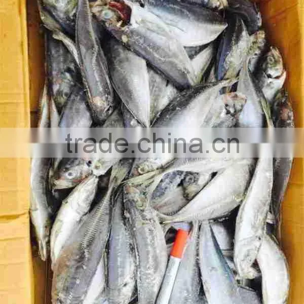 Frozen Horse Mackerel 200-300g photo-2