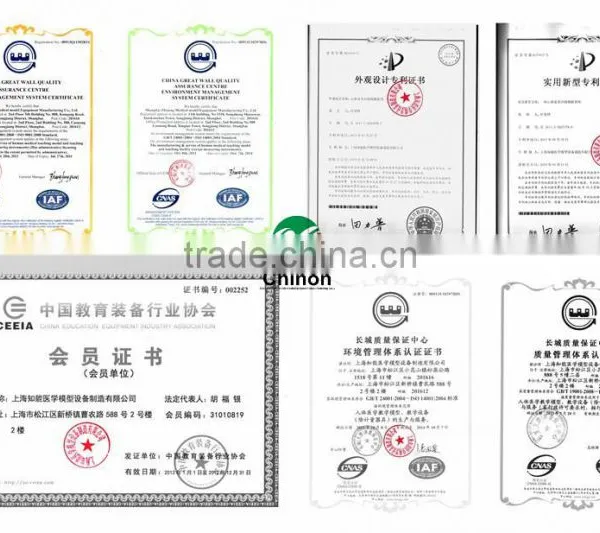 High Quality Ear Chinese Acupuncture Model photo-3