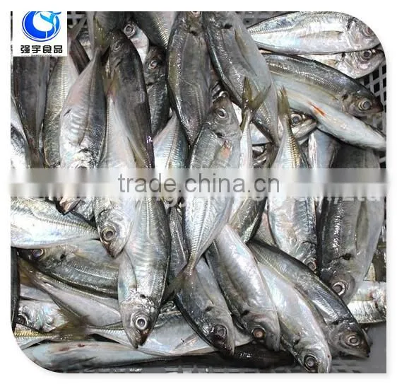 Wholesale Fishing Frozen Yellow Tail Horse Mackerel Fish photo-5