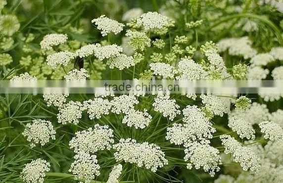 Ammi Majus ,Lace Flower , Ammi Majus Linn.,flower Seed,herb Seed,vegetalbe Seed,fruit Seed,grass Seed photo-4