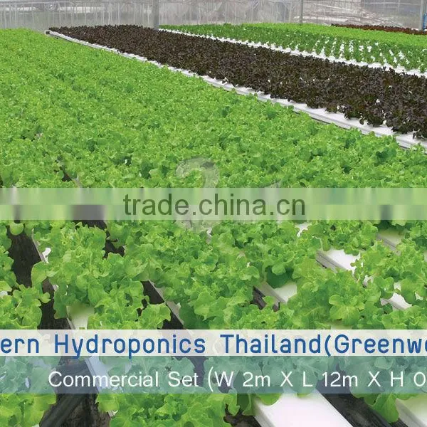 Hydroponics NFT 12 Meters