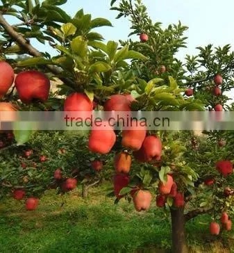 Delicious Tianshui Huaniu Apple