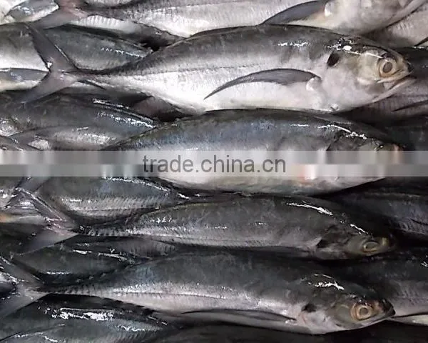 FROZEN HORSE MACKEREL WHOLE ROUND