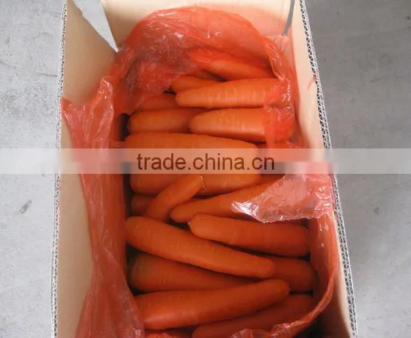 Fresh Carrot