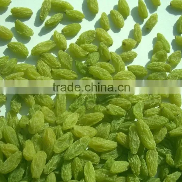 BEST QUALITY GREEN RAISIN FOR BEST RATE photo-4