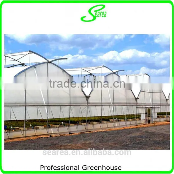 Multispan Tunnel Greenhouse for Strawberry Grape Raspberry , Agricultural Green Houses photo-4