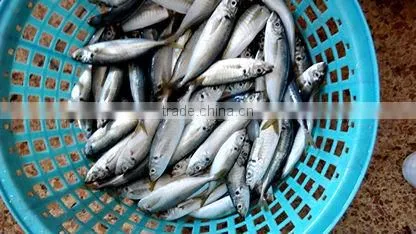 Frozen Mackerel Fish IQF Horse Mackerel photo-2