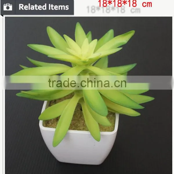 Wholesale China Succulent Plants With Pots photo-6