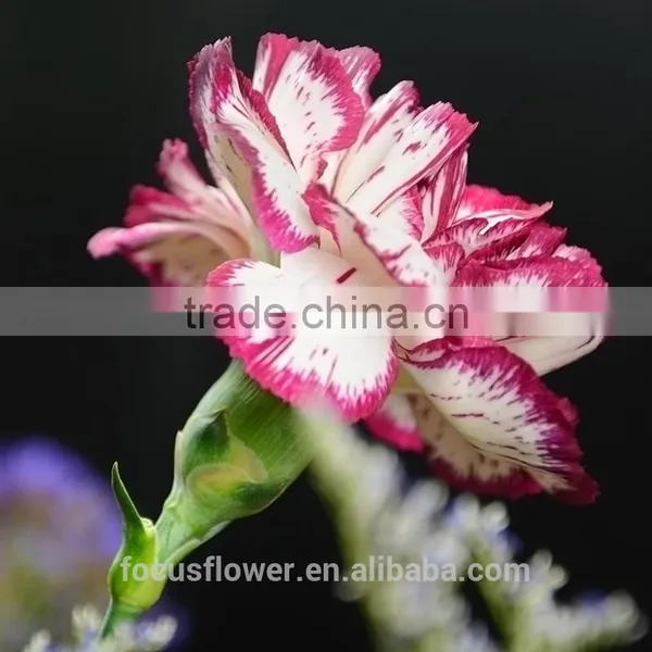 Export Fresh Fresh Cut Flowers Colombia Carnation to the Beloved photo-4