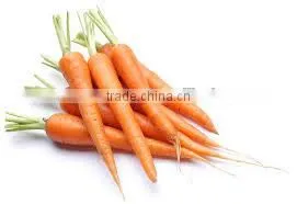 Carrot Oil photo-3