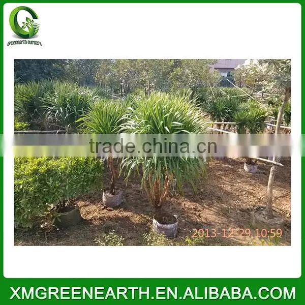 Dracaena Angustifolia (3) photo-2