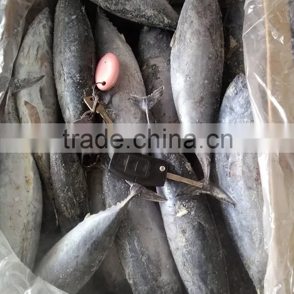 Frozen Bonito photo-4