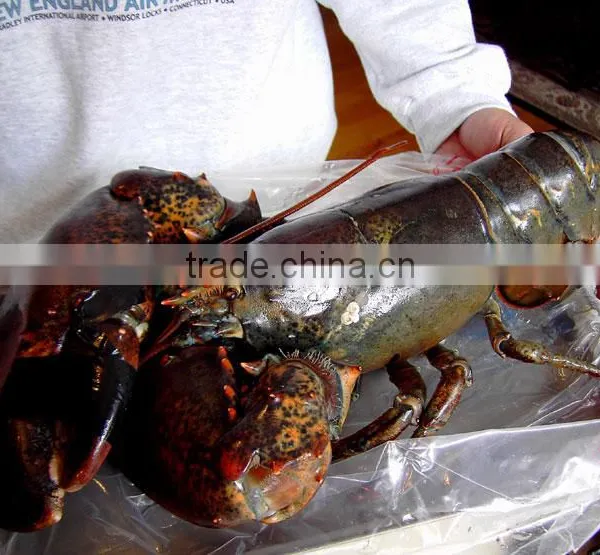 Live Candian Lobster photo-2