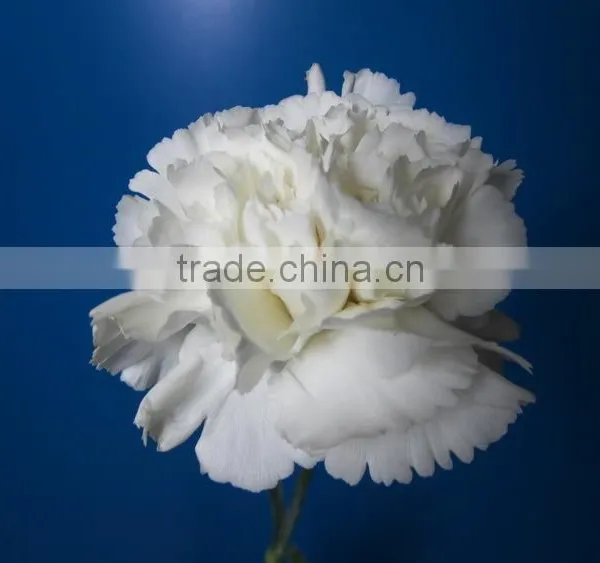 China Crazy Selling Fresh Cut Carnation Flower for Wholesale photo-3