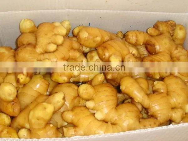 Ginger Fresh photo-2