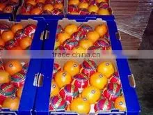 Fresh Quality Egypt Orange