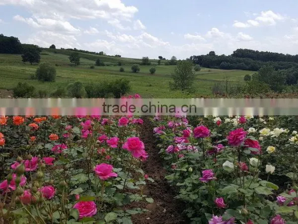Rose Plants / Grafted Rose Plants photo-3