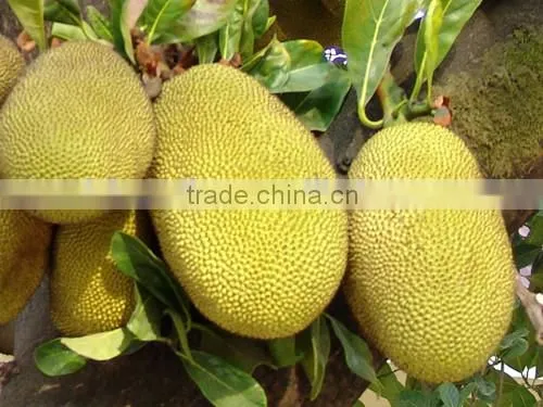 Big Friut Jackfruit Fruit Seeds Artocarpus Heterophyllus Seeds For Planting photo-3