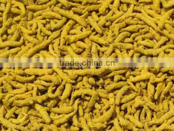 Exporters of Dried Turmeric/Turmeric Curcumin photo-2