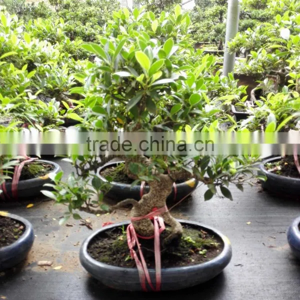 Natural Bonsai Ficus Art Shaped Ficus Formosana photo-3