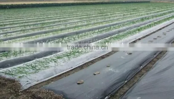 Agriculture Mulch Films ,perforated Clear Mulch Film (with 2 or 4 Holes) photo-3