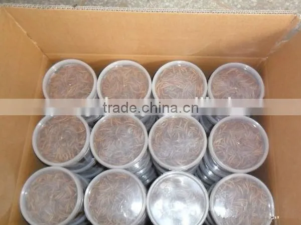 Freeze Dried Mealworm for Backyard Chicken photo-4