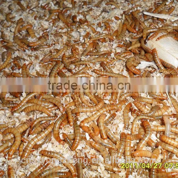 Pet Food Dried Mealworms;Dried Mealworms for Birdseeds photo-2