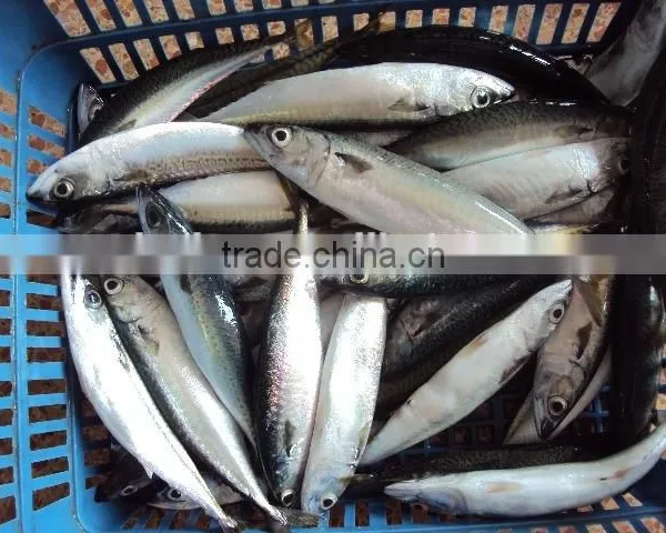 Frozen Mackerel Fish Good Quality photo-5