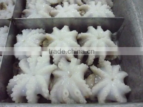 Baby Octopus Whole photo-4
