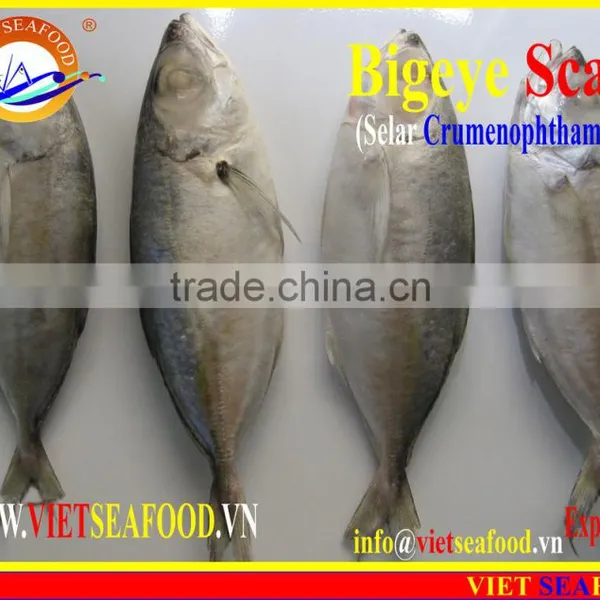 FROZEN BIGEYE SCAD WHOLE ROUND photo-2