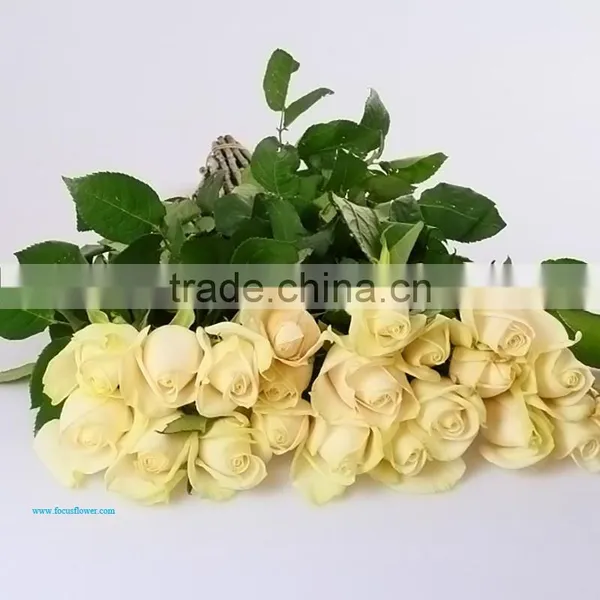 Rose Flower Seeds Roses Flowers Fresh Roses photo-2