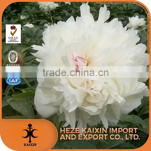 Hot Sale Paeoniflorin Tree Peony Root Bark photo-5