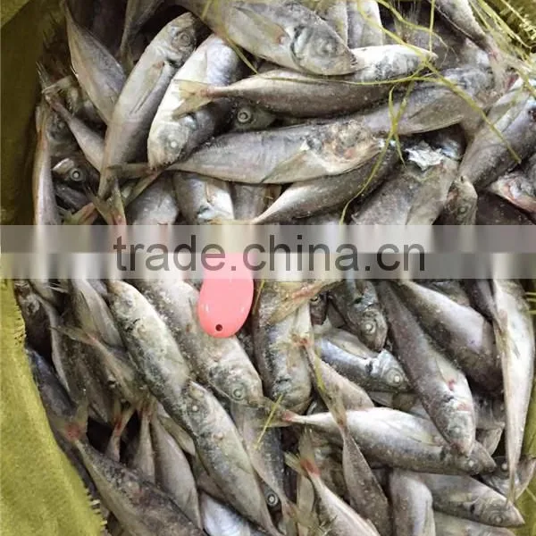 Frozen Whole Round Sea Frozen Horse Mackerel photo-2
