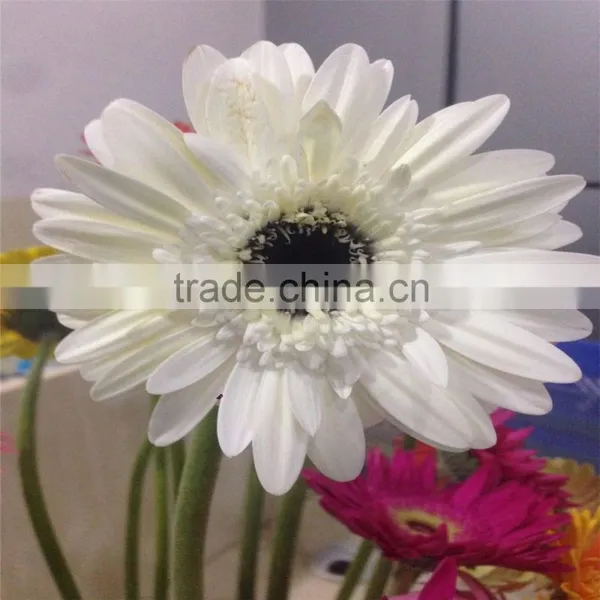 Chrysanthemum Flowers Exporters photo-6
