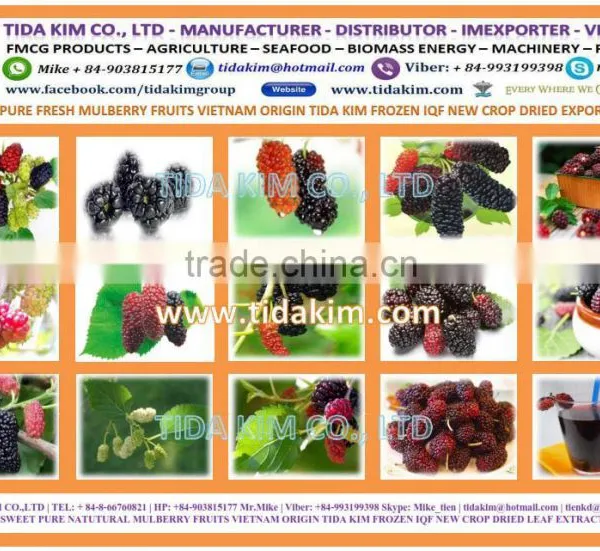 CAULERPA LENTILLIFERA FRESH SEAGRAPES - SEAWEED VIETNAM GREEN CAVIAR OKINAWA DEHYDRATED JAPAN TIDA KIM OEM PRODUCTION SEAFOOD photo-4