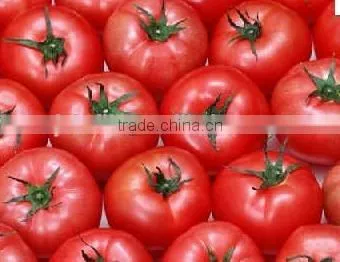 Wholesale Canned Tomato Paste From China photo-6