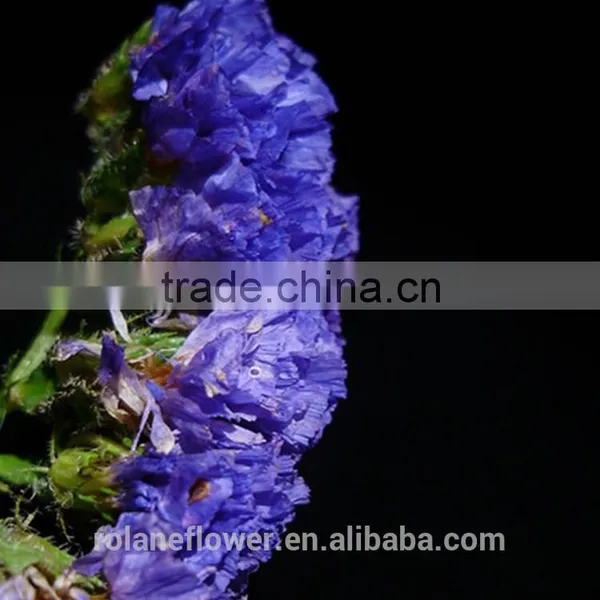 Promotional Dried Flowers Roses Flowers With 60-80cm Long From Yunnan, China photo-5