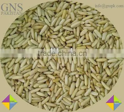 Pine Nut - Pakistan Origin, Pakistani Exporter and Supplier of PINE NUTS, PINE NUT,PINE-NUTS, PINE-NUT, Exporting Nuts, Pine Nut