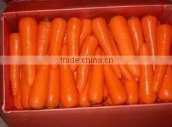 Fresh Carrot India/Fresh New Crop 2016 Carrot photo-6