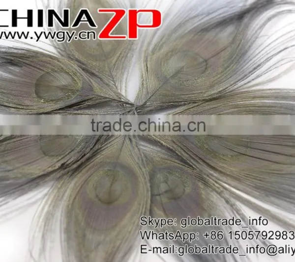 No.1 Supplier ZPDECOR Wholesale Selected Prime Quality Dyed Grey Trimmed Short Peacock Feathers for Decoration photo-3