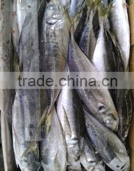 Horse Mackerel