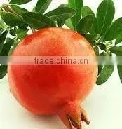 Pomegranate Exporter in India