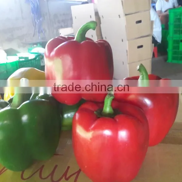 FRESH SWEET BELL PEPPER photo-2